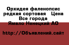 Орхидея фаленопсис редкая сортовая › Цена ­ 800 - Все города  »    . Ямало-Ненецкий АО